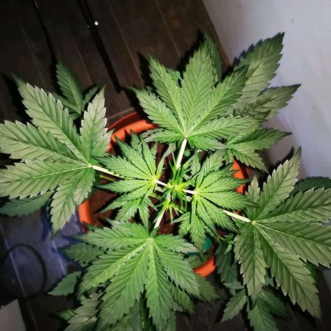 Foto de la cronología del growlog de Wedding Cake Auto (Géraldine) 