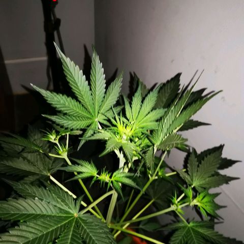 Foto de la cronología del growlog de Wedding Cake Auto (Géraldine) 