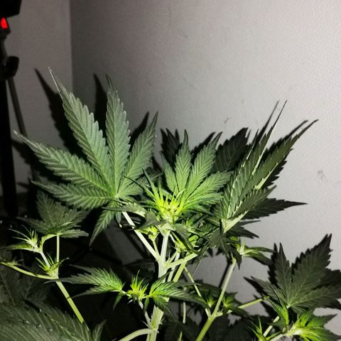 Foto de la cronología del growlog de Wedding Cake Auto (Géraldine) 