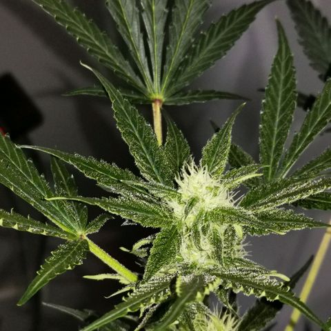 Foto de la cronología del growlog de Wedding Cake Auto (Géraldine) 