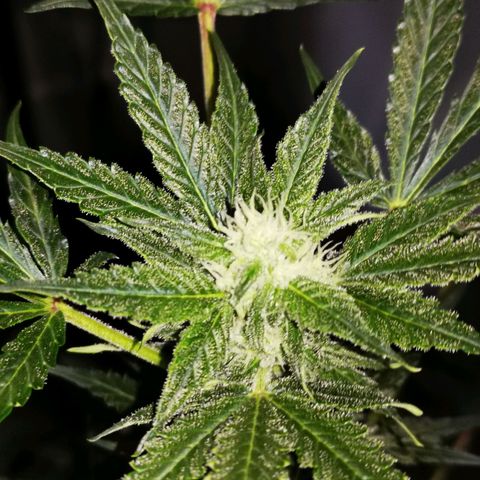 Foto de la cronología del growlog de Wedding Cake Auto (Géraldine) 