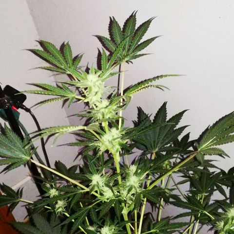 Foto de la cronología del growlog de Wedding Cake Auto (Géraldine) 