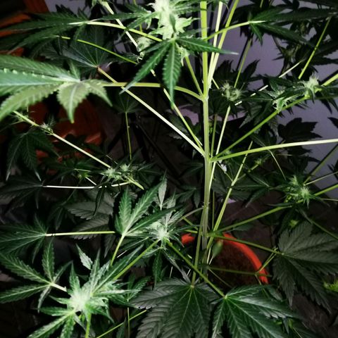 Foto de la cronología del growlog de Wedding Cake Auto (Géraldine) 