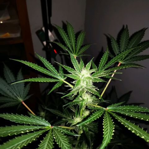 Foto de la cronología del growlog de Wedding Cake Auto (Géraldine) 