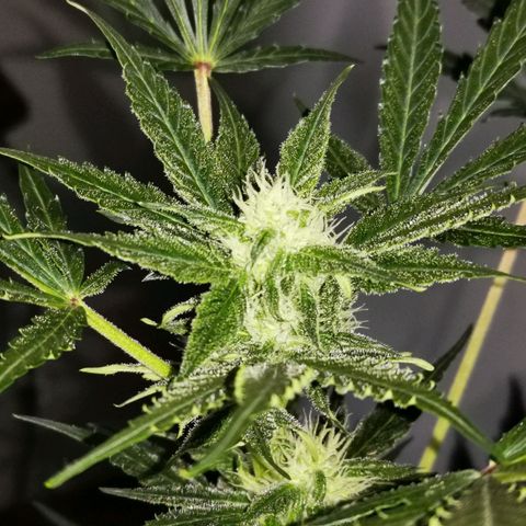 Foto de la cronología del growlog de Wedding Cake Auto (Géraldine) 