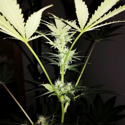 Foto de la cronología del growlog de Wedding Cake Auto (Géraldine) 