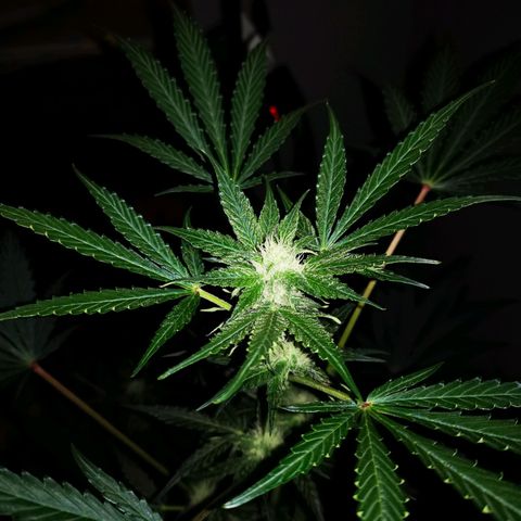 Foto de la cronología del growlog de Wedding Cake Auto (Géraldine) 
