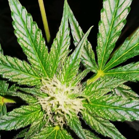Foto de la cronología del growlog de Wedding Cake Auto (Géraldine) 