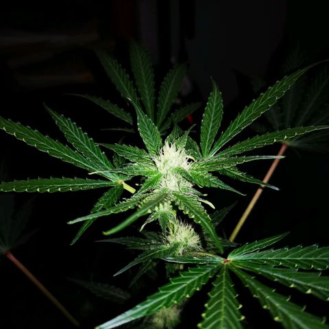 Foto de la cronología del growlog de Wedding Cake Auto (Géraldine) 