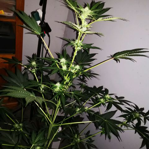 Foto de la cronología del growlog de Wedding Cake Auto (Géraldine) 