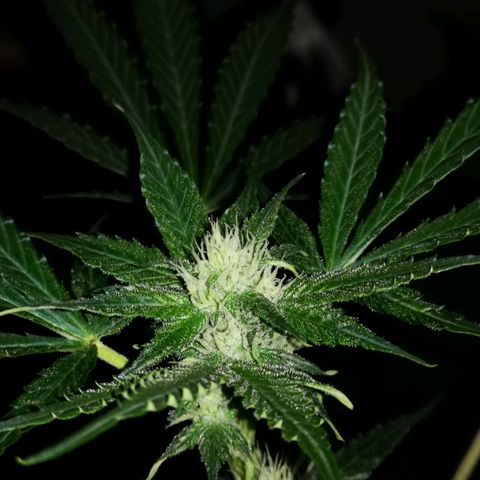 Foto de la cronología del growlog de Wedding Cake Auto (Géraldine) 