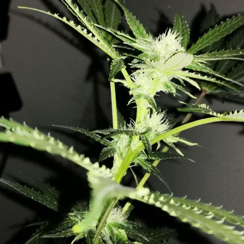 Foto de la cronología del growlog de Wedding Cake Auto (Géraldine) 