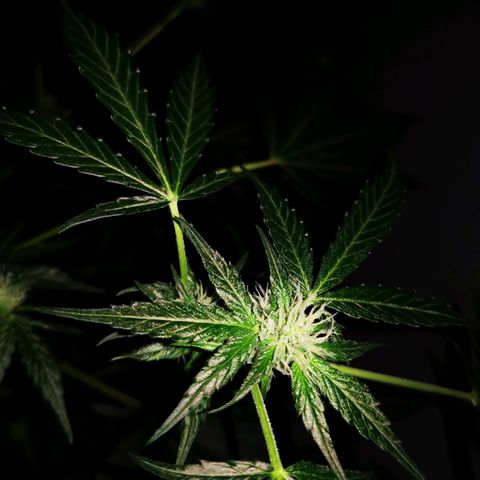 Foto de la cronología del growlog de Wedding Cake Auto (Géraldine) 