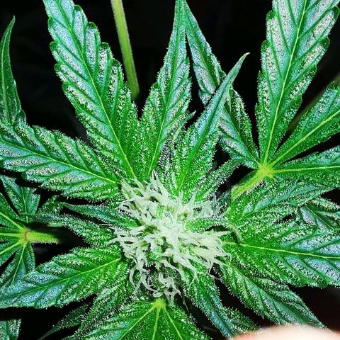 Foto de la cronología del growlog de Wedding Cake Auto (Géraldine) 