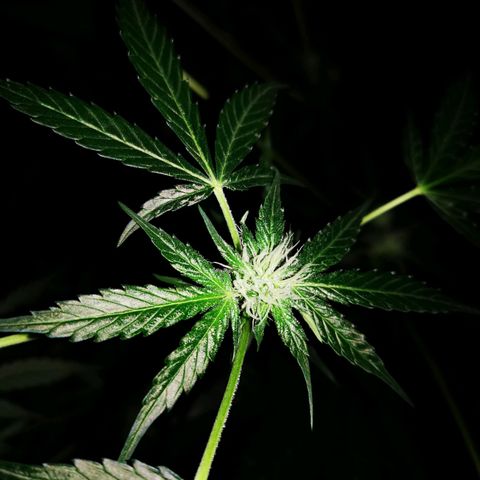 Foto de la cronología del growlog de Wedding Cake Auto (Géraldine) 