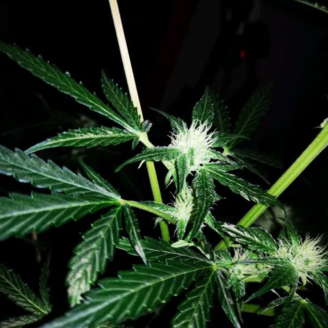 Foto de la cronología del growlog de Wedding Cake Auto (Géraldine) 