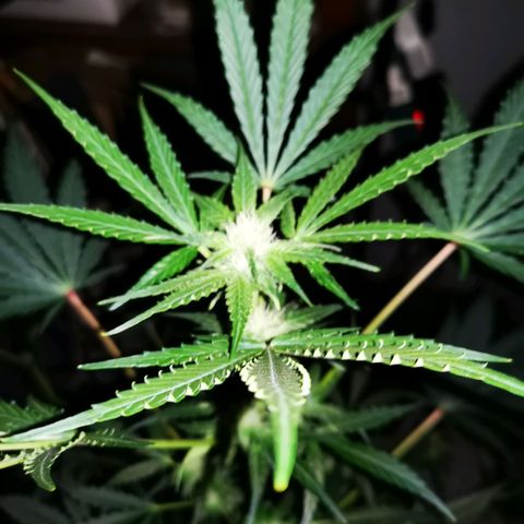 Foto de la cronología del growlog de Wedding Cake Auto (Géraldine) 