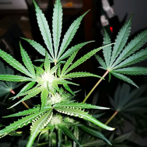 Foto de la cronología del growlog de Wedding Cake Auto (Géraldine) 