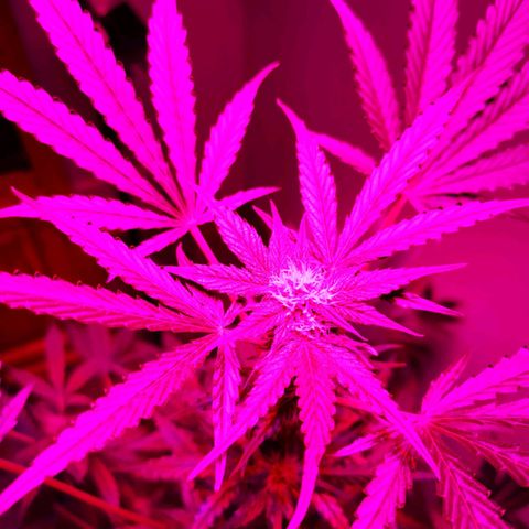 Foto de la cronología del growlog de Wedding Cake Auto (Géraldine) 