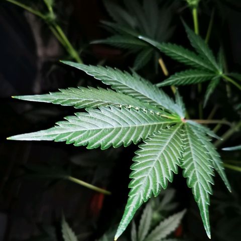 Foto de la cronología del growlog de Wedding Cake Auto (Géraldine) 