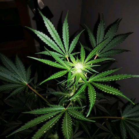 Foto de la cronología del growlog de Wedding Cake Auto (Géraldine) 