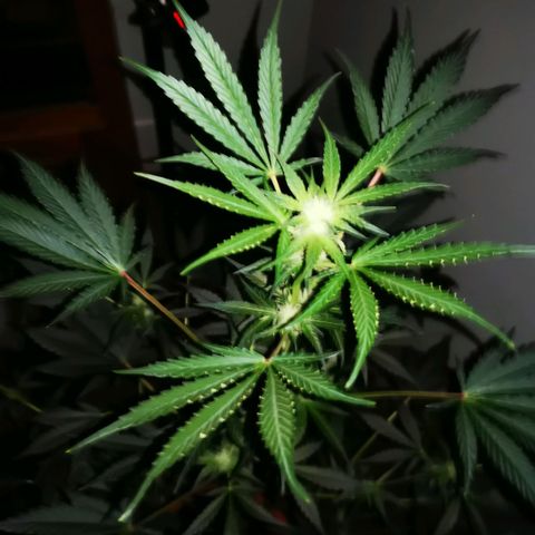 Foto de la cronología del growlog de Wedding Cake Auto (Géraldine) 