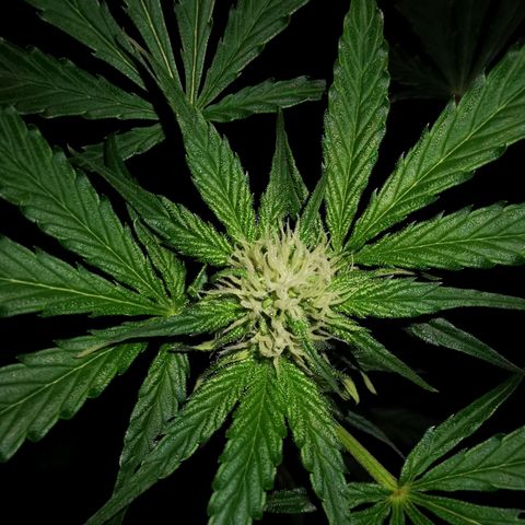 Foto de la cronología del growlog de Wedding Cake Auto (Géraldine) 
