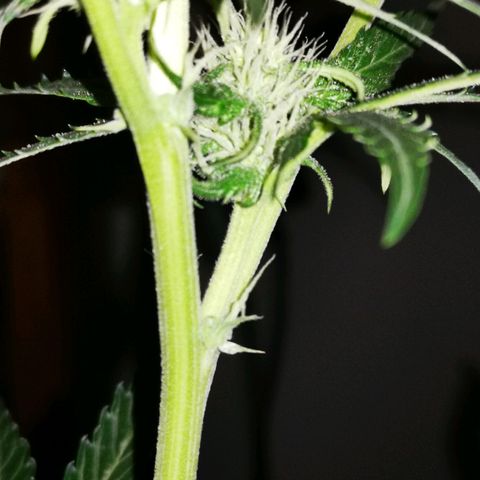 Foto de la cronología del growlog de Wedding Cake Auto (Géraldine) 