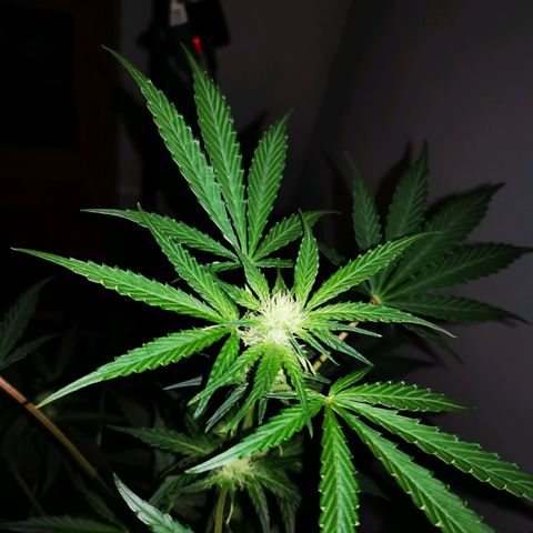 Foto de la cronología del growlog de Wedding Cake Auto (Géraldine) 