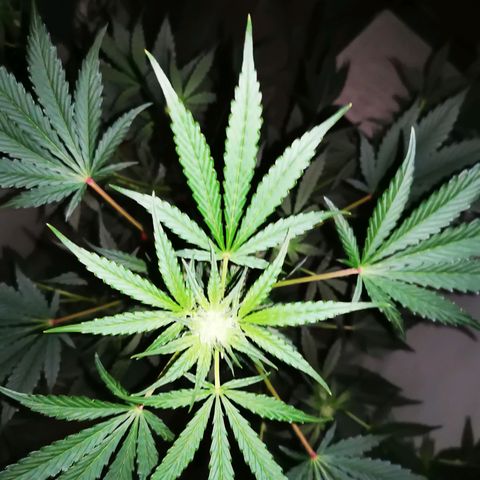 Foto de la cronología del growlog de Wedding Cake Auto (Géraldine) 