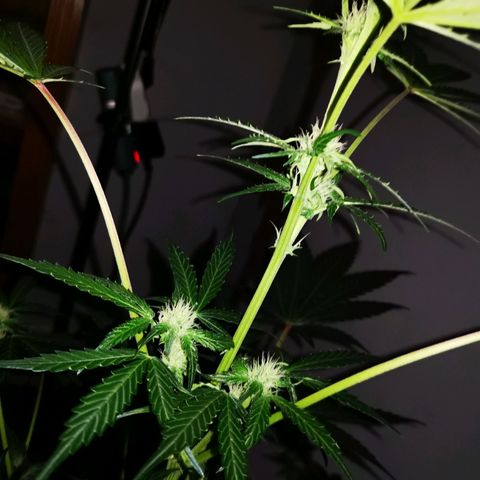 Foto de la cronología del growlog de Wedding Cake Auto (Géraldine) 