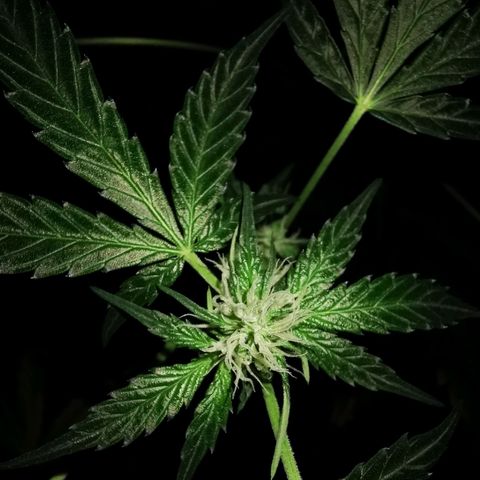 Foto de la cronología del growlog de Wedding Cake Auto (Géraldine) 