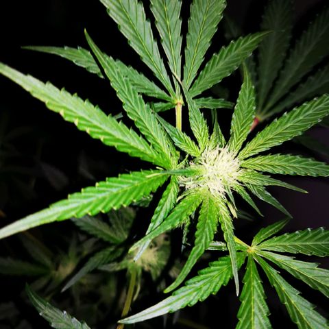 Foto de la cronología del growlog de Wedding Cake Auto (Géraldine) 