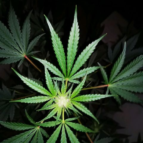 Foto de la cronología del growlog de Wedding Cake Auto (Géraldine) 