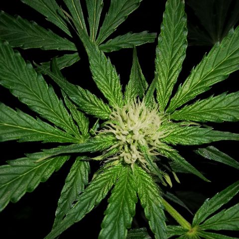 Foto de la cronología del growlog de Wedding Cake Auto (Géraldine) 