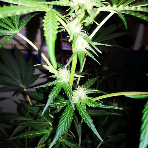 Foto de la cronología del growlog de Wedding Cake Auto (Géraldine) 