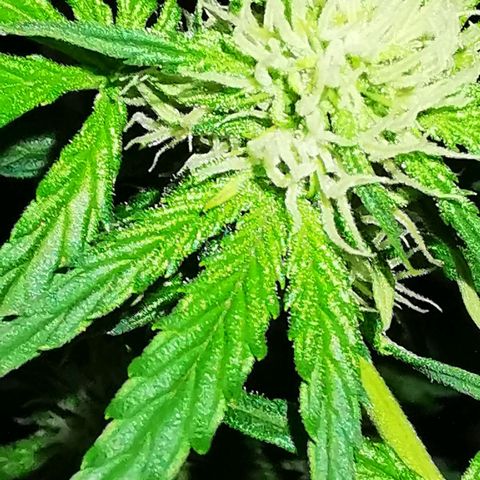 Foto de la cronología del growlog de Wedding Cake Auto (Géraldine) 