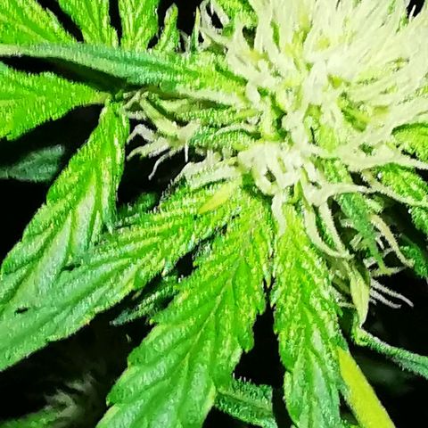 Foto de la cronología del growlog de Wedding Cake Auto (Géraldine) 