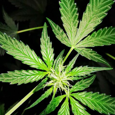 Foto de la cronología del growlog de Wedding Cake Auto (Géraldine) 