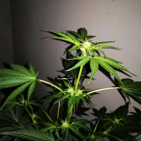 Foto de la cronología del growlog de Wedding Cake Auto (Géraldine) 