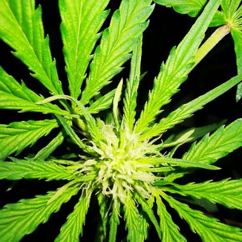 Foto de la cronología del growlog de Wedding Cake Auto (Géraldine) 