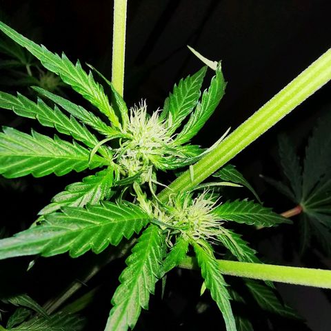Foto de la cronología del growlog de Wedding Cake Auto (Géraldine) 