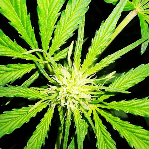 Foto de la cronología del growlog de Wedding Cake Auto (Géraldine) 