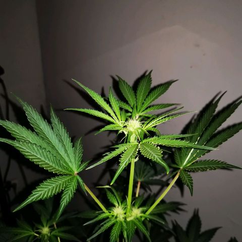 Foto de la cronología del growlog de Wedding Cake Auto (Géraldine) 