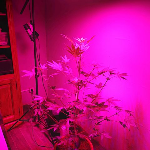 Foto de la cronología del growlog de Wedding Cake Auto (Géraldine) 