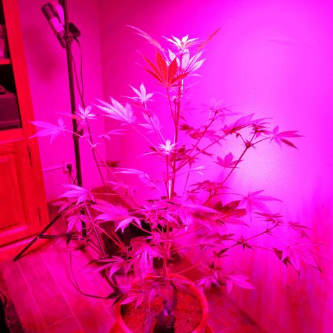 Foto de la cronología del growlog de Wedding Cake Auto (Géraldine) 