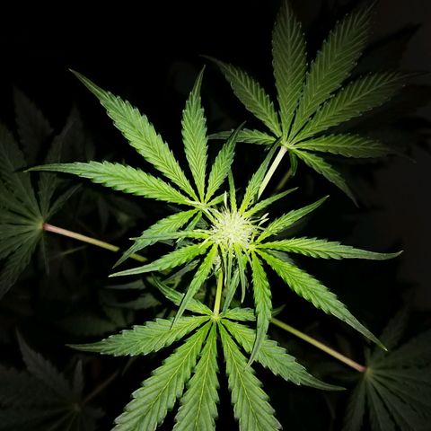 Foto de la cronología del growlog de Wedding Cake Auto (Géraldine) 