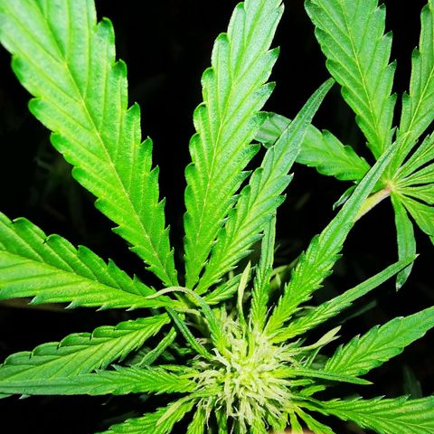 Foto de la cronología del growlog de Wedding Cake Auto (Géraldine) 