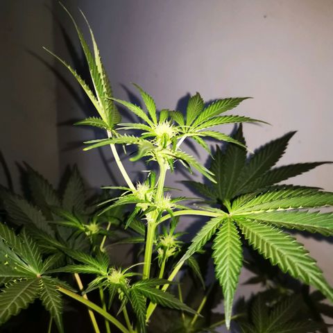 Foto de la cronología del growlog de Wedding Cake Auto (Géraldine) 