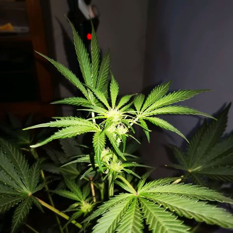 Foto de la cronología del growlog de Wedding Cake Auto (Géraldine) 